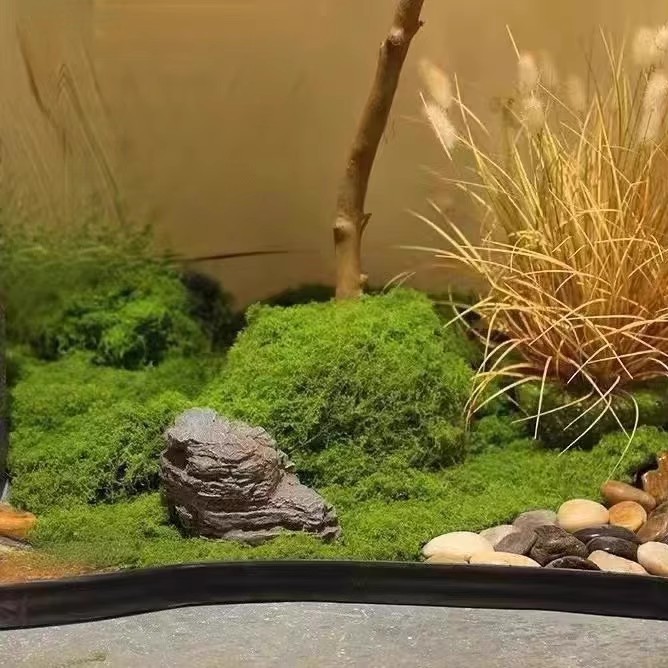 Musgo da Vida Eterna 200g para - Bonsai Garden Ideas avaliação e preço