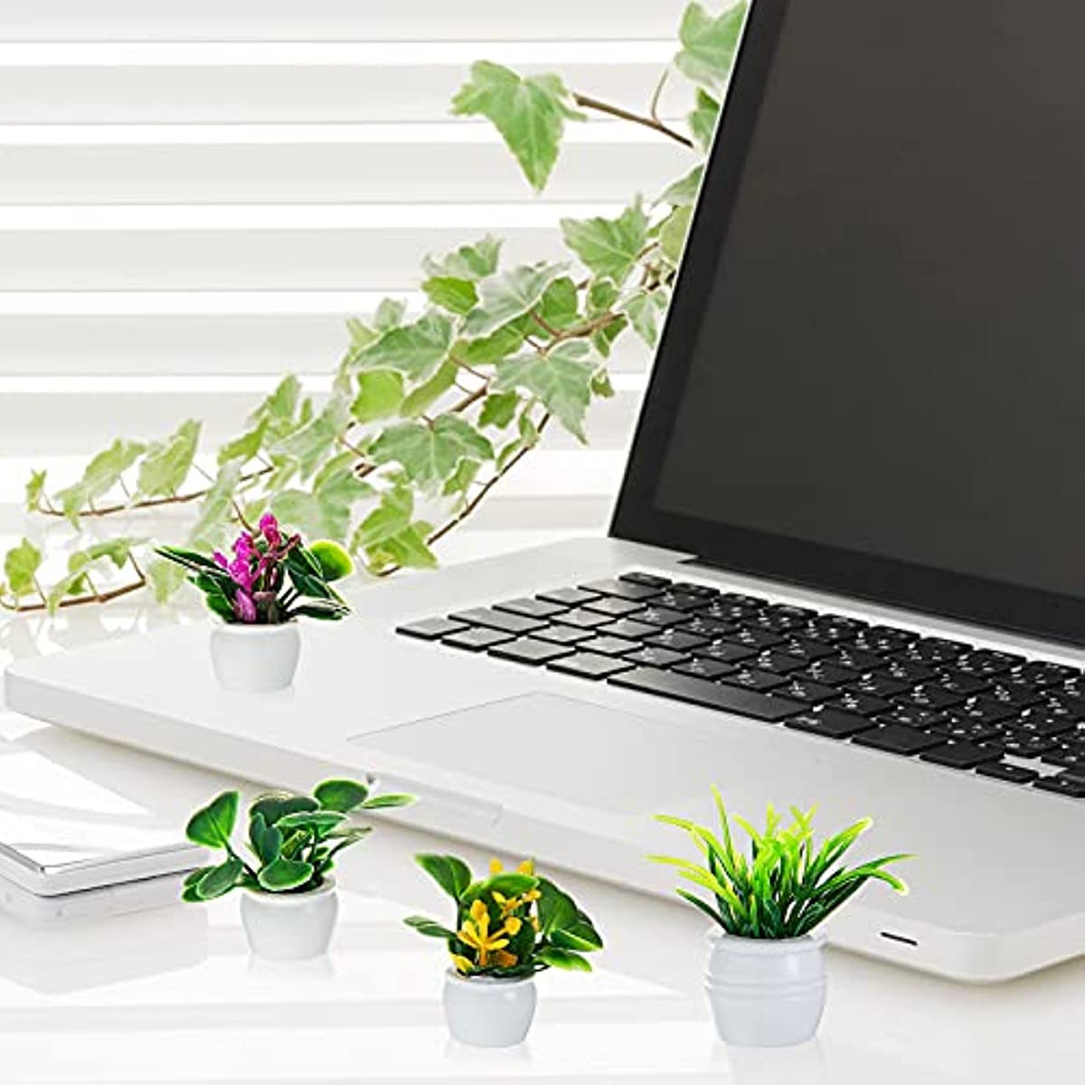 Planta de casa de bonecas, pla - Bonsai Garden Ideas avaliação e preço