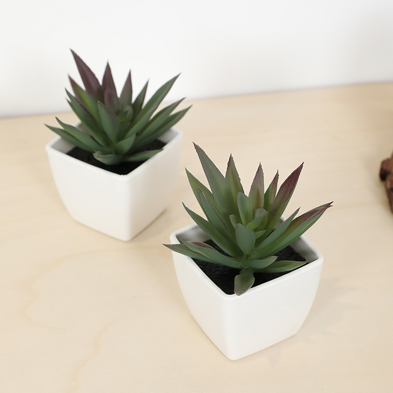 Mini copo de fada suculenta ar - Bonsai Garden Ideas avaliação e preço