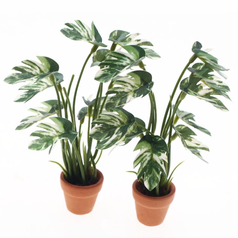 Novo. 1PC Planta Verde Monster - Bonsai Gardener avaliação e preço