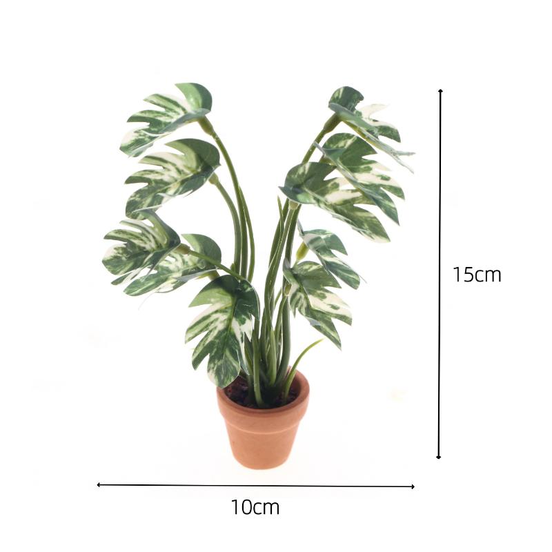 Novo. 1PC Planta Verde Monster - Bonsai Gardener avaliação e preço