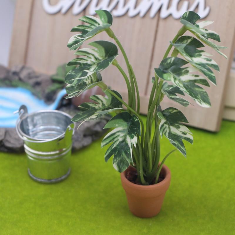 Novo. 1PC Planta Verde Monster - Bonsai Gardener avaliação e preço